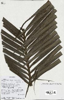 spécimen de Dypsis baronii