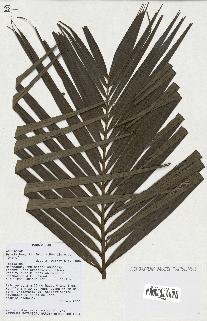 spécimen de Dypsis baronii