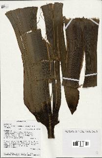 spécimen de Dypsis baronii