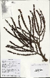 spécimen de Dypsis baronii