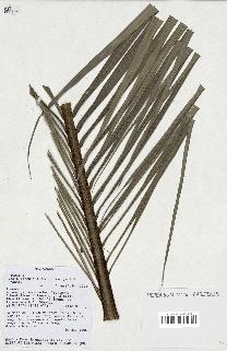 spécimen de Dypsis baronii