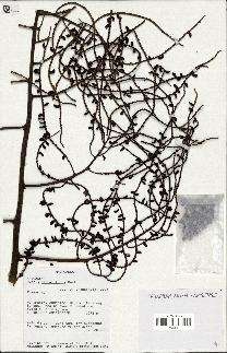 spécimen de Dypsis pinnatifrons