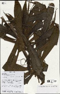 spécimen de Dypsis pinnatifrons
