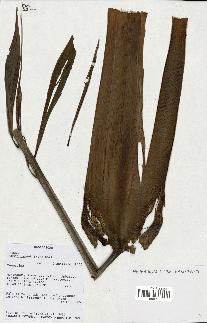 spécimen de Dypsis pinnatifrons
