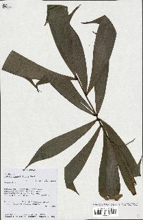 spécimen de Dypsis pinnatifrons