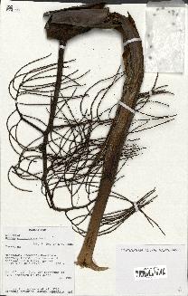 spécimen de Dypsis pinnatifrons