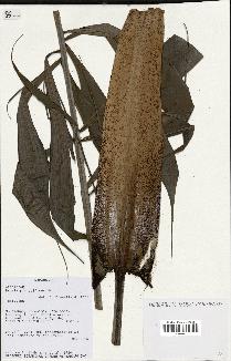 spécimen de Dypsis pinnatifrons