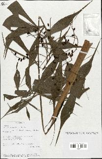 spécimen de Dypsis pinnatifrons