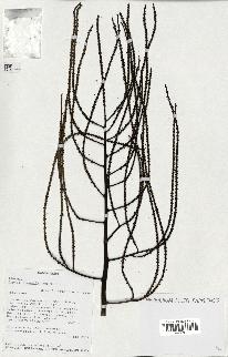 spécimen de Dypsis pinnatifrons