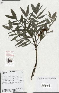 spécimen de Dypsis sp.