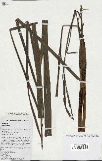 spécimen de Dypsis sp.