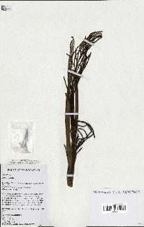 spécimen de Dypsis sp.