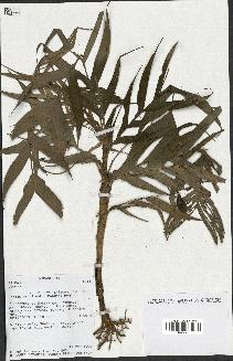 spécimen de Dypsis sp.