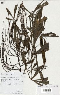 spécimen de Dypsis nodifera
