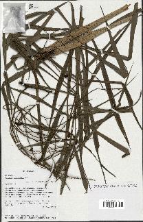 spécimen de Dypsis nodifera