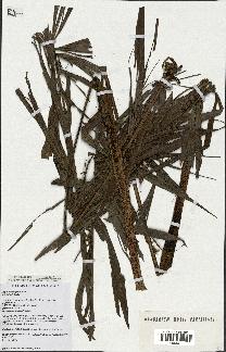 spécimen de Dypsis nodifera