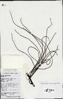 spécimen de Dypsis nodifera