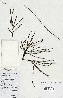 spécimen de Dypsis nodifera