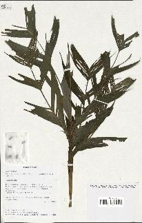 spécimen de Dypsis catatiana