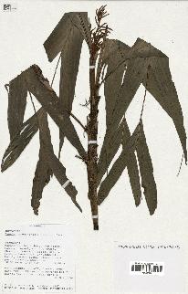 spécimen de Dypsis hildebrandtii