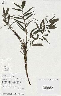 spécimen de Dypsis heterophylla