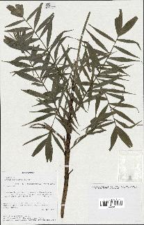 spécimen de Dypsis concinna