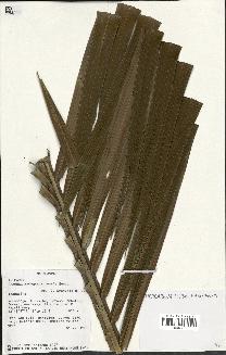 spécimen de Ravenea madagascariensis