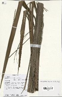 spécimen de Ravenea madagascariensis