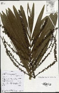 spécimen de Ravenea madagascariensis
