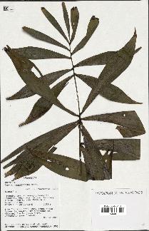 spécimen de Dypsis pinnatifrons