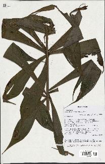 spécimen de Dypsis pinnatifrons