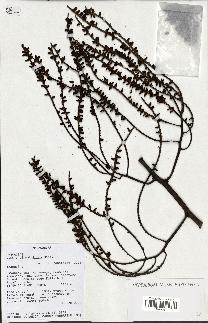 spécimen de Dypsis pinnatifrons