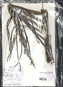spécimen de Dypsis heteromorpha