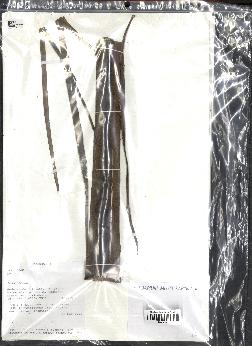 spécimen de Dypsis sp.