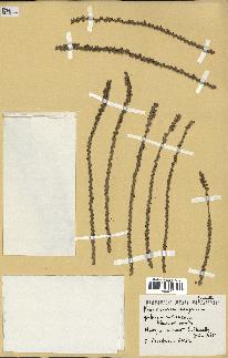 spécimen de Phoenicophorium borsigianum