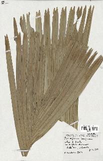 spécimen de Phoenicophorium borsigianum