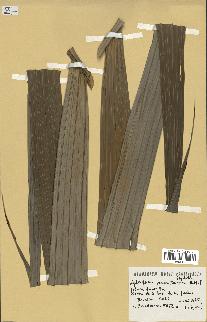 spécimen de Nephrosperma van-houtteanum