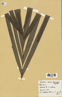 spécimen de Nephrosperma van-houtteanum