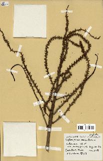 spécimen de Nephrosperma van-houtteanum
