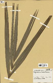 spécimen de Nephrosperma van-houtteanum