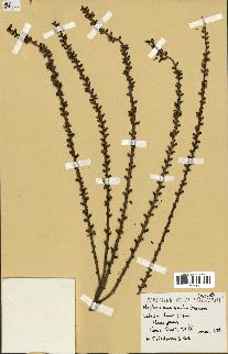 spécimen de Nephrosperma van-houtteanum