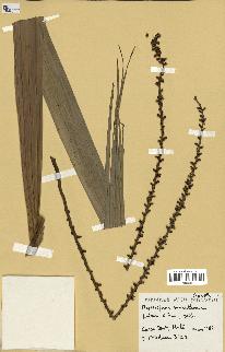 spécimen de Nephrosperma van-houtteanum
