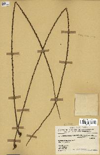 spécimen de Nephrosperma van-houtteanum
