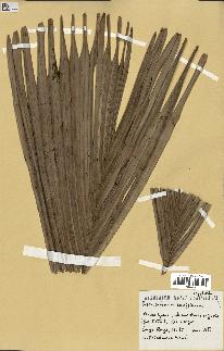 spécimen de Phoenicophorium borsigianum