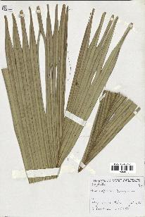 spécimen de Phoenicophorium borsigianum