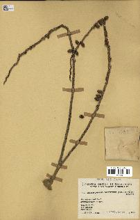 spécimen de Phoenicophorium borsigianum