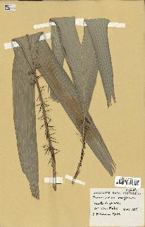 spécimen de Phoenicophorium borsigianum