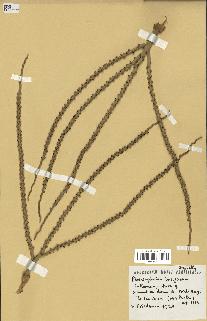 spécimen de Phoenicophorium borsigianum