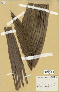 spécimen de Phoenicophorium borsigianum