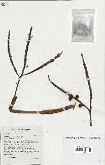 spécimen de Geonoma umbraculiformis